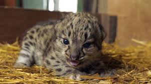 rare snow leopard cub born at english