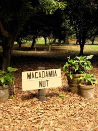 macadamia nuts on the big island