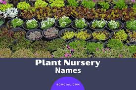 337 plant nursery name ideas to have