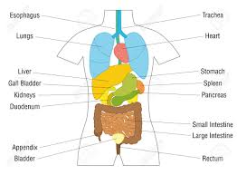 Internal Organs Chart Schematic Anatomy Diagram With Colored