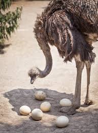 unbelievable facts about ostrich eggs