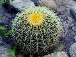 Golden barrel cactus (echinocactus grusonii) is a spiny, ribbed cactus that grows in an unbranched spherical or cylindrical form. Growing Barrel Cactus Tips For Barrel Cactus Care