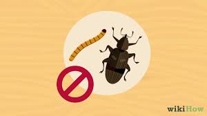 how to get rid of weevils flour bugs