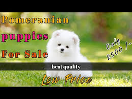 pomeranian puppies in low