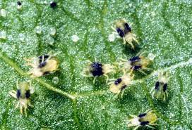 what are spider mites and what are they