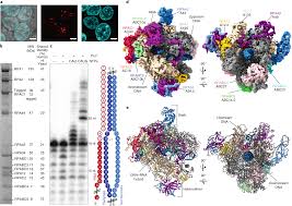 structures of human rna polymerase i