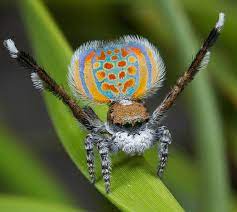 In addition to their spectacular coloring, the males are known for their crazy dancing courtship ritual. Return Of The Dancing Peacock Spiders Wired