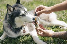 This means that the quality and dosage can vary widely between products and manufacturers. The 50 Best Cbd Dog Treats Incredible Edibles