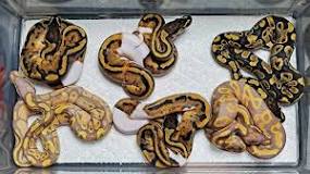 Image result for How Much Is A Snake Python In south Africa