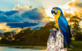 macaw wallpapers wallpaper cave