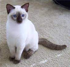 The royal cats of siam are the most popular and most below find a list of breeders that offer their siamese kittens for sale. Siamese Cat Breeders In The United States