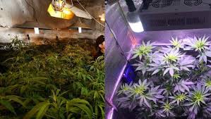 Homebox® growboxes are easy to assemble. Led Vs Cfl Grow Light Which Is Better 420 Big Bud