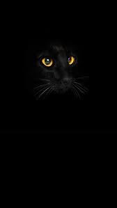 Black Cat Wallpaper For Android Cat