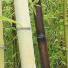 West County Oasis Bamboo Garden 12