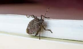 how to get rid of stink bugs in your