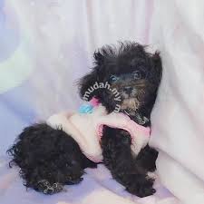 rare black grey color tiny toy poodle