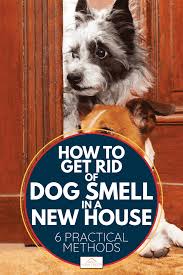 dog smell in a new house