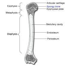 Microscopic bone anatomy human body diagram. Long Bone Diagram Long Bone Phemcast