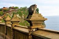 Bali's Famous Uluwatu Temple Is Working To Mitigate Behavior Of ...