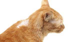 hair loss to cancer in cats petmd