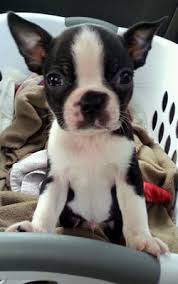 7 in boston terrier facts
