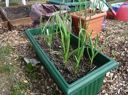 Generally speaking, it is best to harvest your crop once most of the leaves on the plants have turned yellow or brownish, and begun to flop over to the ground. Expert Advice On Growing Garlic Gardenfocused Co Uk
