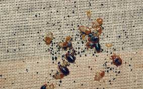 bed bugs reduce risk while thrift