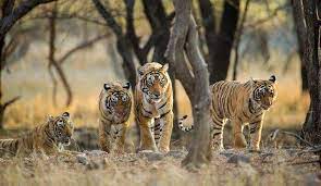 25 best wildlife sanctuaries in india