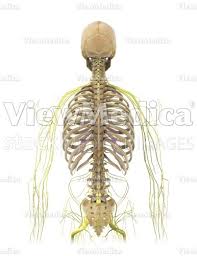 The rib cage is made up of 12 pairs of ribs, 12 thoracic vertebrae, and the sternum. Viewmedica Stock Art Skull Spinal Column And Rib Cage With Nerves Posterior View