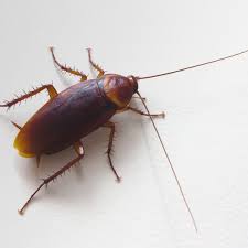 does boric acid kill roaches green