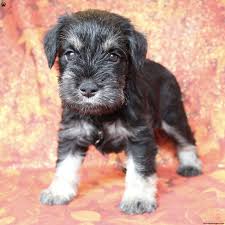 timber miniature schnauzer puppy for