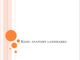 ppt basic anatomy landmarks