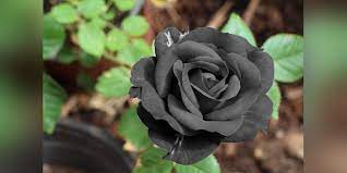 black rose meaning in relationship