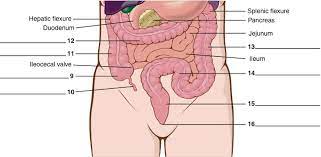 parts of large intestine diagram quizlet