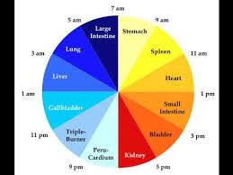Human Body Energy Biological Clock Of Internal Organs