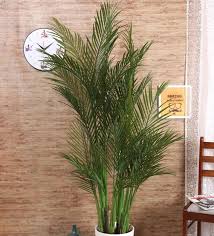 branches arica floor plant without pot
