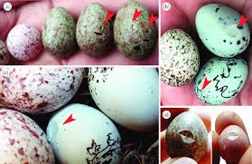 host eggs during natural cowbird laying