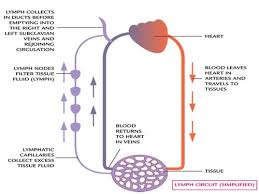The Lymphatic System Diagrams Function And Role Immune