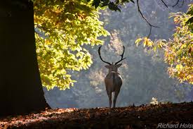 Image result for deer in richmond park