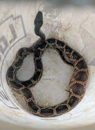 texas snakes guide what you ll find in
