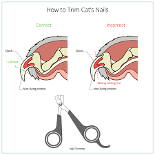 how to trim cat s nails bengal cats