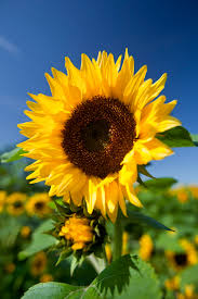 Image result for sunflowers what are they