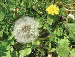 common dandelion fact sheet signs of