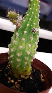 Below are some golden rules for watering your cactus. Is My Cactus Infested With Mealy Bugs Gardening Landscaping Stack Exchange