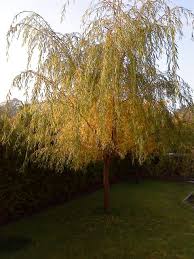 In the 1700s by nomenclature for this golden weeping tree is quite confusing. Trauerweide Salix Babylonica Var Pekinense Pendula Baumkunde Forum
