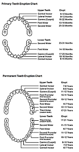 Tooth Eruption Chart Brooker Dental
