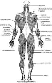 Translating muscle names can help you find & remember muscles. Major Skeletal Muscles