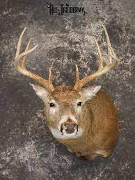 9 Point Whitetail Deer Taxidermy