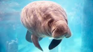 #baby manatee | 2.3m people have watched this. 12 Surprising Facts About Manatees Mental Floss