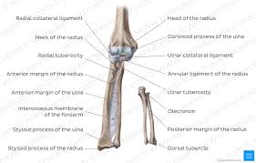 elbow joint anatomy ligaments